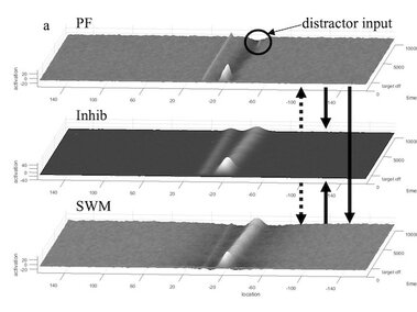 figure showing three interconnected dynamic neural fields